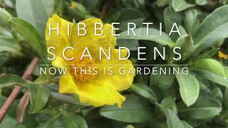 Hibbertia Scandens  The Snake Vine  A Climbing Plant For Containers or Garden [upl. by Ennahs418]