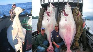 American Fishermen Longline Fishing Halibut And Cod in Alaska Caught Millions of Fish On Big Boats [upl. by Bing]