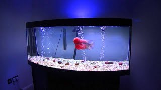 My Flowerhorn Tank setup [upl. by Sucramat]