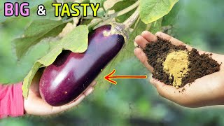 10 TRICKS TO GROW LOTS OF EGGPLANT  GROWING BRINJAL IN POTS [upl. by Schiff]