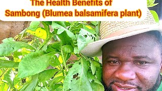 The Health Benefits of Sambong Blumea balsamifera plant [upl. by Arocet]