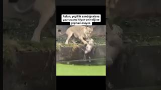 ANNE ASLANIN TELAŞINA BAKIN aslanlar aslanvideoları lions hayvansevgisi anne yavru belgesel [upl. by Nedrob]