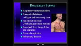 Anatomy  Respiratory System  Part 1 [upl. by Atig922]