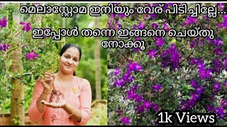 Melastoma Plant Care Propagation amp Pruning  മെലാസ്റ്റോമ  Green Valley [upl. by Rogers70]