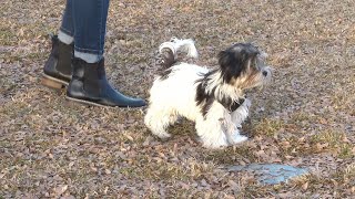 Heres how you can walk your dog leashfree without breaking the law [upl. by Freida]