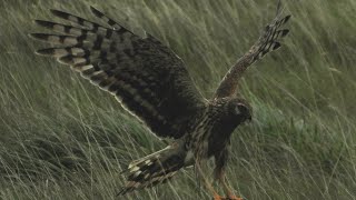 Female Hen Harrier being dive bombed by a meadow pipit [upl. by Herald]