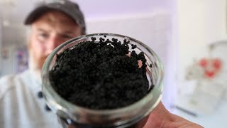 The Cheapest Caviar in the World [upl. by Samara]