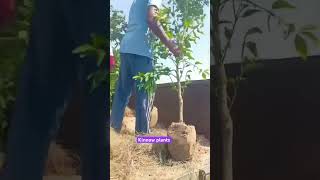 Kinnow plants 2yearfarming kinnow plants for sale 9803797000funny [upl. by Chansoo783]