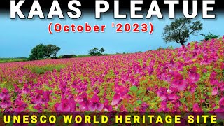 Kaas Plateau 2023  Kaas Pathar  Valley of flowers  Kaas Woods Resort  Thoseghar waterfall [upl. by Euqinna]