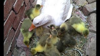 لحظة فقس بيض الاؤز اخيرا بيض الوز فقس The moment of hatching goose eggs [upl. by Lehpar383]