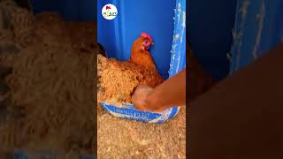 Ramassage des œufs chez MahuS Poulets pouletgoliath investiraupays foryou viralvideo pourtoi [upl. by Notpmah]