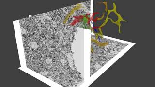 Segmentation and 3D reconstruction of FIBSEM datasets [upl. by Mani]