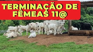 FÊMEAS COM 11 ARROBAS DA PARA FAZER ACABAMENTO COM PROTEINADO 05 pecuária [upl. by Oicnoel727]