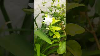 aaj mere terracegardene aaye mogre ke phool viral flowers viralvideos [upl. by Ainatit]