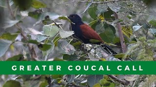 What does a greater coucal sound like Call of the greater coucal shorts [upl. by Nidla]