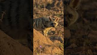 Aardwolf Facts  Interesting Facts about Aardwolf  Shorts [upl. by Fiske457]