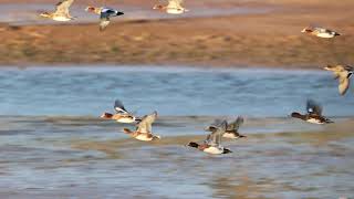 Wigeon in flight [upl. by Sella258]