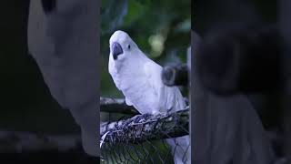 shorts birds youtubeshorts trending viral ytshorts trending viralvideo akaviary [upl. by Edrea]