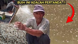 JIKA MUNCUL BUIH INI CEPAT PERGI STOP MENJALA UDANG LAGI [upl. by Sana]