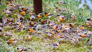 Brambling warm tones gather in large flocks during the snowy season [upl. by Mechelle]