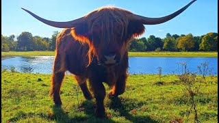 Brompton Lakes Ellerton Lake Highland Cattle Fest [upl. by Kimmel206]