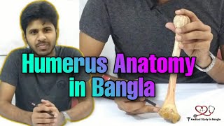 Humerus anatomy in bangla [upl. by Susy806]