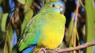 Blue gold and green make a perfect scene – Turquoise Parrot in the Capertee Valley [upl. by Conlen809]