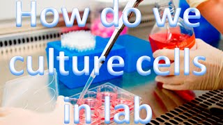 Cell culture techniques 1  How do we culture cells in the lab [upl. by Demeyer695]