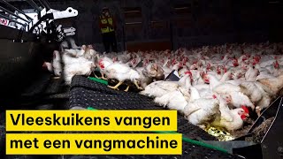 Vangen van vleeskuikens met een vangmachine [upl. by Nakashima269]