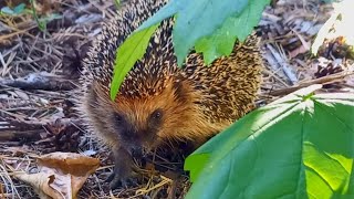 European hedgehog [upl. by Aleyam]