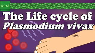 Life cycle of Plasmodium vivax protozoa biology flagella plasmodium lifecycle ntend6435 [upl. by Helsie216]