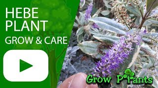 Hebe plant  grow amp care Shrubby veronica [upl. by Vance826]