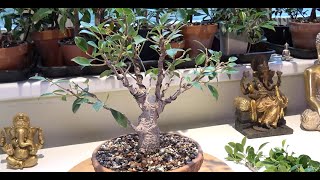 How to prune and wire your ficus bonsai tree [upl. by Bruce]