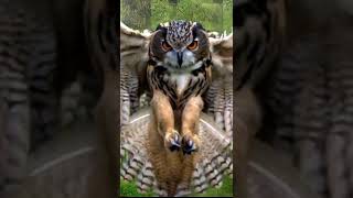 Owl Hooting Sound Effect  Copyright Free Sound Effect [upl. by Nance80]