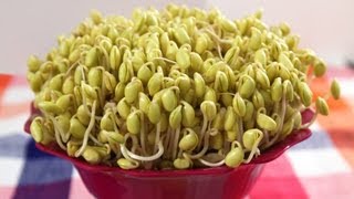 How to grow Soybean Sprouts Kongnamul 콩나물 [upl. by Ailet]