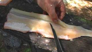 How to Fillet a Northern Pike [upl. by Cartwell]