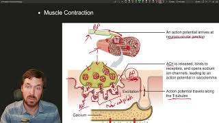 Muscle Contractions The Intricate Process Behind Movement [upl. by Evilo498]