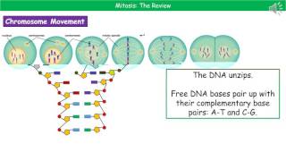 OCR Gateway A B214 Mitosis Summary [upl. by Tiphani]