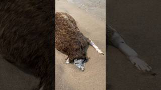 Montauk monster part 2 What’s the craziest thing you ever saw washed up in the beach [upl. by Ecinnahs]