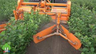 Cultivation of M9 rootstock stoolbed  fruit tree nursery Morren [upl. by Urbain725]