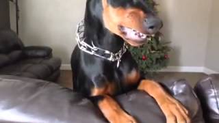 Doberman Pinscher 4 Months Angry [upl. by Uos138]