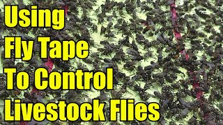 Using Fly Tape To Control Livestock Flies [upl. by Sergius5]