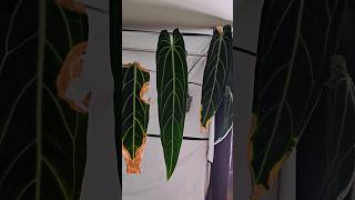 Anthurium Warocqueanum QueenAnturium houseplants leaf [upl. by Aineval]