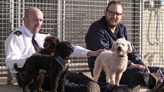 27 Poodles Rescued by RSPCA from Tiny Cages [upl. by Letizia673]