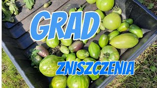 GRAD W OGRODZIE W LIPCU 🧊 PONISZCZONE POMIDORY I WARZYWA 🌱 NOWY ZAKUP DO OGRODU OPRYSKIWACZ 🌱WYSIEWY [upl. by Sucerdor]