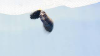 The moment a butterfly larvae transforms into a chrysalis [upl. by Seaman732]