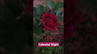 Celestial Night rose blooms in Feb 2023 in Houston TX [upl. by Shanan]