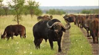 Madikwe Game Reserve Tau Lodge [upl. by Kcirdneh]