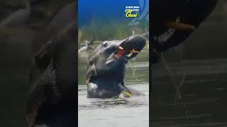 Caught on Camera Elephants Playful Swim [upl. by Irehj]