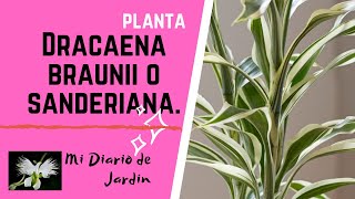 DRACAENA BRAUNII O SANDERIANA cuidados y cultivo mi diario de Jardin [upl. by Tegdig152]